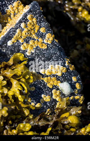 Marine Mollusken - Wellhornschnecke, Seepocken, Napfschnecken und Blasentang Algen auf Felsen am westlichen Dunvegan Loch, Isle Of Skye, Schottland Stockfoto