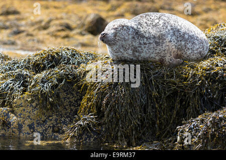 Gemeinsame Siegel oder Seehund, Phoca Vitulina, Erwachsenen Aalen und schlafen auf Felsen und Algen durch Dunvegan Loch, Isle Of Skye, Wes Stockfoto