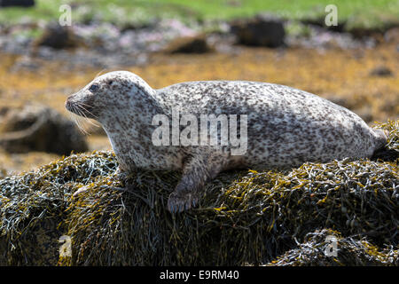 Gemeinsame Siegel oder Seehund, Phoca Vitulina, Erwachsenen sonnen sich auf Felsen und Algen durch westliche Dunvegan Loch, Isle Of Skye, Schottland Stockfoto