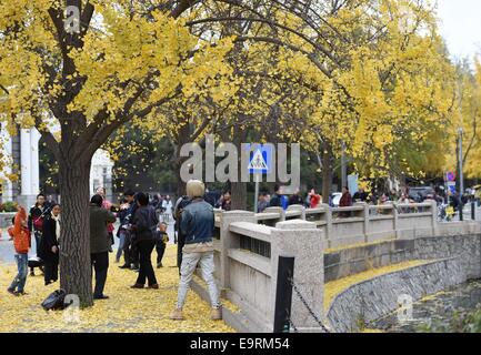 Peking, China. 1. November 2014. Besucher genießen Sie die Landschaft aus Ginkgo-Blättern in Tsinghua Universität Peking, Hauptstadt von China, 1. November 2014. © Chen Yehua/Xinhua/Alamy Live-Nachrichten Stockfoto