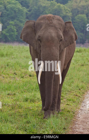 Männlicher indischer Elefant, Corbett-Nationalpark, Indien. Stockfoto