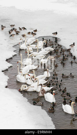Schwäne und Enten auf dem Fluss in den bewölkten Wintertag Stockfoto