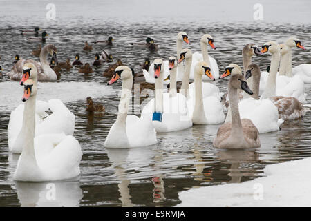 Schwäne und Enten auf dem Fluss in den bewölkten Wintertag Stockfoto