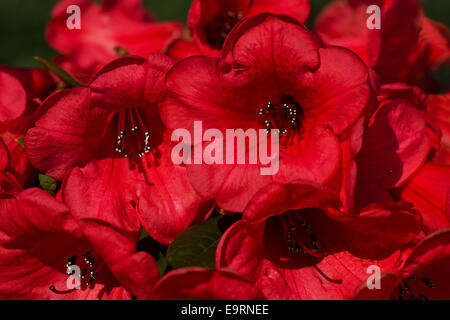 Rot Rhododendron mit weißen Staubfäden. Stockfoto