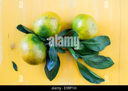 Mandarinen frische grüne Blätter auf einem Ast Stockfoto