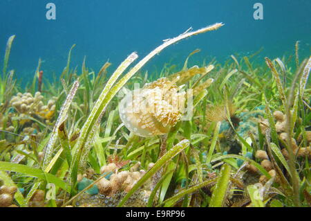 Goldene Medusa, Mastigias Qualle schwimmt über dem Meeresboden mit Seegras und Korallen, Karibik, Panama Stockfoto