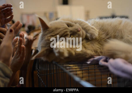 Israel. 1. November 2014. Der internationalen Katzenausstellung eröffnet in Israel, koordiniert durch die neue israelische Katze Alliance (NICA), mit 125 Katzen weit reichende Rassen. Bildnachweis: Laura Chiesa/Pacific Press/Alamy Live-Nachrichten Stockfoto