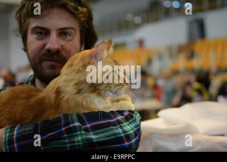 Israel. 1. November 2014. Der internationalen Katzenausstellung eröffnet in Israel, koordiniert durch die neue israelische Katze Alliance (NICA), mit 125 Katzen weit reichende Rassen. Bildnachweis: Laura Chiesa/Pacific Press/Alamy Live-Nachrichten Stockfoto