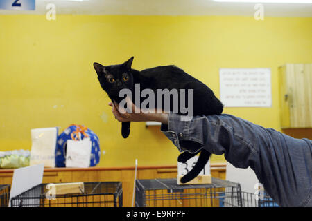 Israel. 1. November 2014. Der internationalen Katzenausstellung eröffnet in Israel, koordiniert durch die neue israelische Katze Alliance (NICA), mit 125 Katzen weit reichende Rassen. Bildnachweis: Laura Chiesa/Pacific Press/Alamy Live-Nachrichten Stockfoto