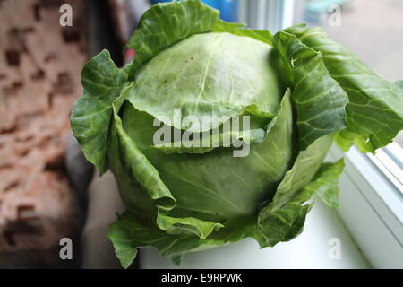 schöne große Kugel aus Kohl mit offenen niedrige Blätter Stockfoto