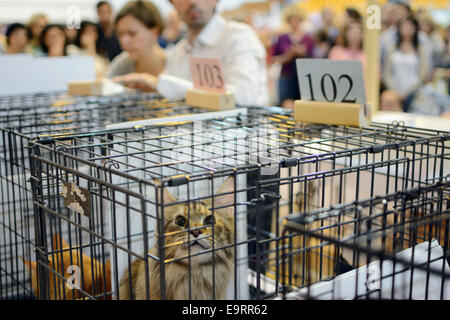 Israel. 1. November 2014. Der internationalen Katzenausstellung eröffnet in Israel, koordiniert durch die neue israelische Katze Alliance (NICA), mit 125 Katzen weit reichende Rassen. Bildnachweis: Laura Chiesa/Pacific Press/Alamy Live-Nachrichten Stockfoto