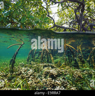 Über und unter der Wasseroberfläche in den Mangroven mit Korallen und juvenile Fische in den Wurzeln Stockfoto