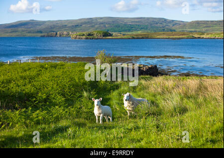 EWE-Schaf mit Lamm, Ovis Aries, roaming frei auf Isle Of Skye in den Highlands und Inseln Schottlands Stockfoto