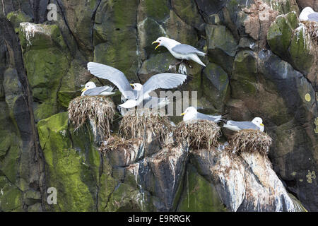 Kittiwake Küsten Möwen, Rissa Tridactyla in Vogel Verschachtelung Kolonie auf Felsen und Vogel-Guano auf Insel von Canna Bestandteil der inneren Heb Stockfoto