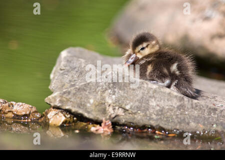 Rot-crested Tafelenten Entlein, Netta Rufina, Martin bloße Wildfowl und Feuchtgebiet Trust, Lancashire, UK Stockfoto