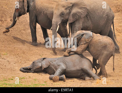 Junge Elefanten Leben zu genießen und herumalbern Stockfoto