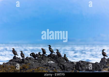 Kolonie der Küstenvögel Kormoran, Phalacrocorax Carbo, auf Felsen auf der Insel von Canna Bestandteil der Inneren Hebriden und Western Isles ich Stockfoto