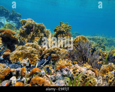 Unterwasserlandschaft in einem seichten Korallenriff des karibischen Meeres Stockfoto