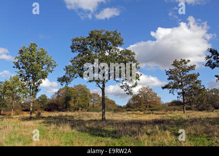 Epsom gemeinsamen lokalen Naturschutzgebiet, Surrey, England. 1. November 2014. UK-Wetter. Die Temperaturen waren wieder ungewöhnlich warm, 18 Grad Celsius in Epsom Common. Zahlreiche englische Eiche Bäume auf der Wiese sind die Anzeichen des Herbstes. Das Reservat ist ein Paradies für Wildtiere, die Lebensräume für eine Reihe von Flora, Fauna, Vogel- und Insektenarten. Bildnachweis: Julia Gavin UK/Alamy Live-Nachrichten Stockfoto