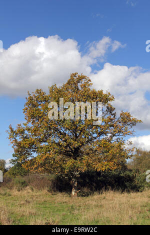 Epsom gemeinsamen lokalen Naturschutzgebiet, Surrey, England. 1. November 2014. UK-Wetter. Die Temperaturen waren wieder ungewöhnlich warm, 18 Grad Celsius in Epsom Common. Zahlreiche englische Eiche Bäume auf der Wiese sind die Anzeichen des Herbstes. Das Reservat ist ein Paradies für Wildtiere, die Lebensräume für eine Reihe von Flora, Fauna, Vogel- und Insektenarten. Bildnachweis: Julia Gavin UK/Alamy Live-Nachrichten Stockfoto