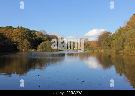 Epsom gemeinsamen lokalen Naturschutzgebiet, Surrey, England. 1. November 2014. UK-Wetter. Die Temperaturen waren wieder ungewöhnlich warm, 18 Grad Celsius in Epsom Common. Das ruhige Wasser des Teiches Eintopf reflektieren blaue Himmel und die goldenen Farben des Herbstes. Das Reservat ist ein Paradies für Wildtiere, die Lebensräume für eine Reihe von Flora, Fauna, Vogel- und Insektenarten. Bildnachweis: Julia Gavin UK/Alamy Live-Nachrichten Stockfoto