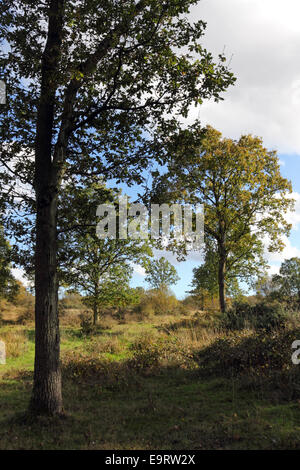 Epsom gemeinsamen lokalen Naturschutzgebiet, Surrey, England. 1. November 2014. UK-Wetter. Die Temperaturen waren wieder ungewöhnlich warm, 18 Grad Celsius in Epsom Common. Zahlreiche englische Eiche Bäume auf der Wiese sind die Anzeichen des Herbstes. Das Reservat ist ein Paradies für Wildtiere, die Lebensräume für eine Reihe von Flora, Fauna, Vogel- und Insektenarten. Bildnachweis: Julia Gavin UK/Alamy Live-Nachrichten Stockfoto