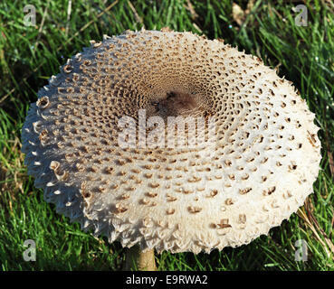 Nahaufnahme von Sonnenschirm Pilzzucht (Macrolepiota Procera) üppigen Gras Stockfoto