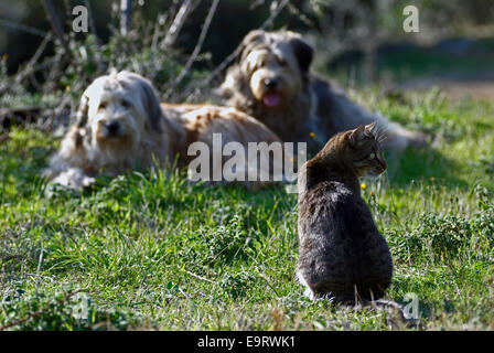 Begegnung von Zwei Hunden Und Einer Katze Stockfoto