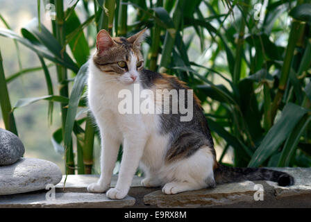 Calico Katze sitzt auf einer Mauer im Garten Stockfoto