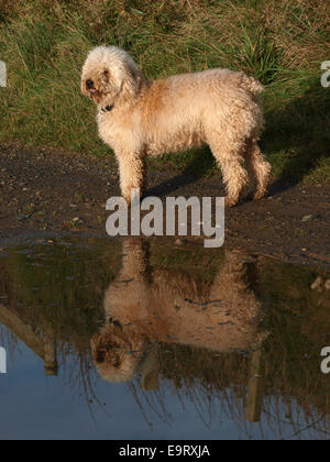 Lagotto Romagnolo Hund mit Spiegelung in einer Pfütze, Bude, Cornwall, UK Stockfoto