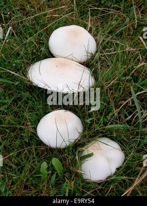 Agaricus Campestris ist bekannt als der Bereich Pilz, Cornwall, UK Stockfoto