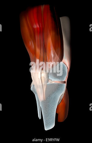 3D Knie-Bänder, Sehnen, Knochen, Muskeln Röntgen Stockfoto