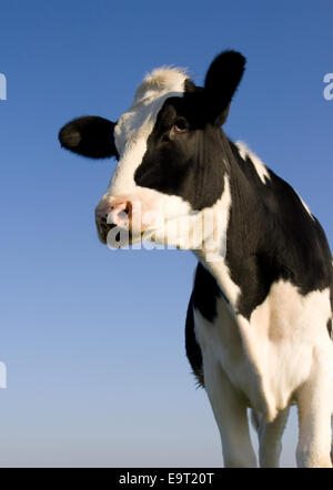 Holstein Kuh über blauen Himmel Stockfoto
