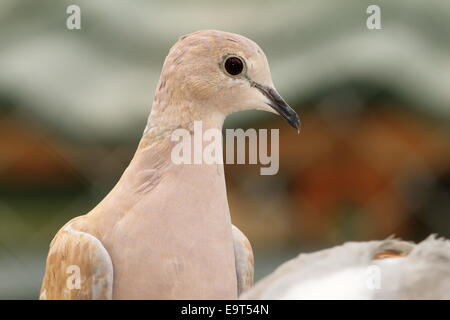 Eurasian collared dove Porträt (Streptopelia Decaocto) Stockfoto