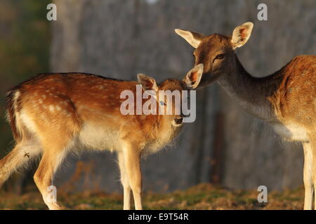 Damwild Kalb mit Hirschkuh (Dama) Stockfoto