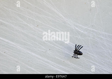 Gefälschte kleine Halloween black Spider Web Stockfoto