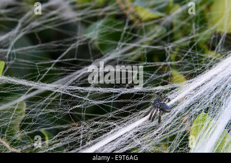 Gefälschte kleine Halloween Spinne Dekoration auf Bush mit web Stockfoto