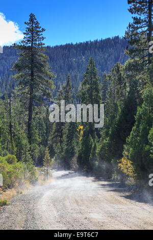 Unbefestigte Straße führt durch einen Pinienwald auf der California-Seite der Berge der Sierra Nevada. Stockfoto