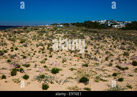 Die steinigen Sanddüne zwischen dem Meer und der Lagune, Praia do Gigi, Naturpark Ria Formosa, Algarve, Portugal. Stockfoto