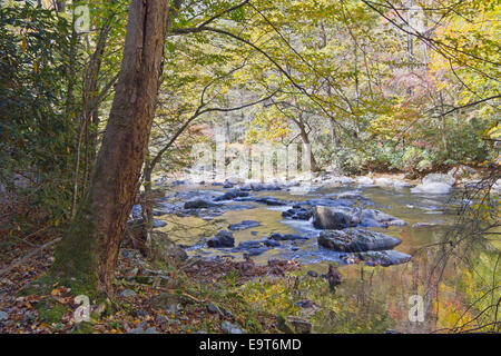 Ein bunten Bergfluss spiegelt Herbstfarben, wie es durch einen Laubwald-Wildnis läuft Stockfoto