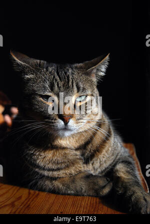 Tabby Bengal-gemischte Katze liegend auf Holz auf schwarzem Hintergrund suchen verärgert. Stockfoto