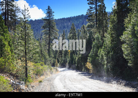 Unbefestigte Straße führt durch einen Pinienwald auf der California-Seite der Berge der Sierra Nevada. Stockfoto