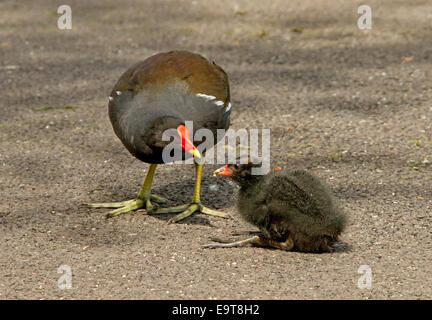 Weibliche Teichhuhn, Gallinula Chloropus, mit leuchtend roten Schnabel anbietennahrung, flauschige Küken, die sitzen auf der Straße in der Nähe von Feuchtgebieten Stockfoto