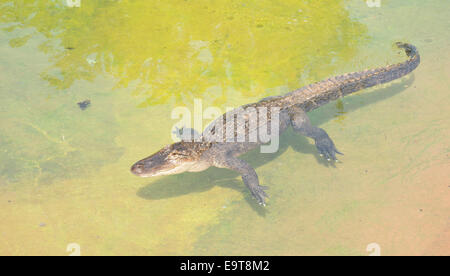 Amerikanisches Krokodil, Alligator Mississippiensis, sonnen sich in einem flachen Wasserbecken Stockfoto