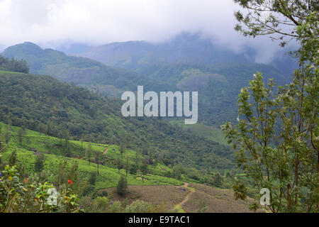 Munnar Querformat Munnar Western Ghats Forest Hills und Teeplantagen Munnar Kerala, Indien Stockfoto