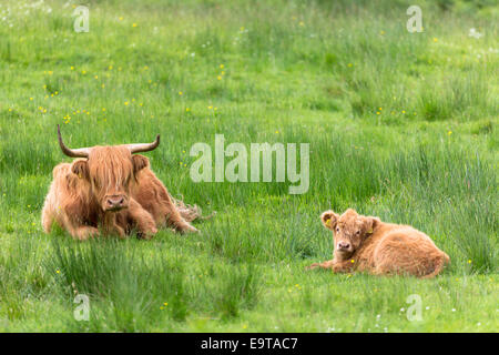 Highland Cattle, Bos Primigenius, mit Hörnern liegend mit Kalb auf Isle of Mull in der Inneren Hebriden und Western Isles, West Stockfoto