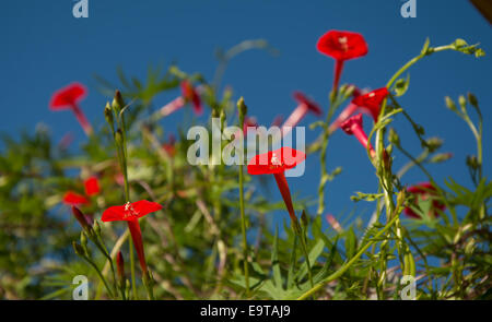 Leuchtend rote Kardinal Kletterer, Ipomoea Sloteri, in der Morgensonne Stockfoto