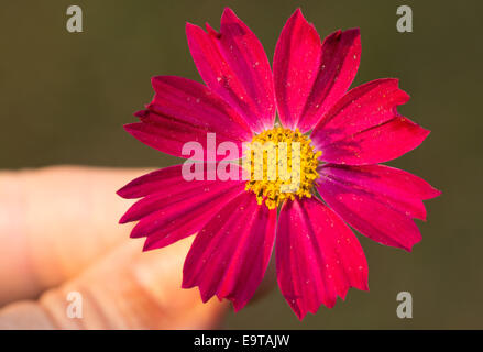 Tief rosa Blume auf dunkelgrünen Hintergrund, von Hand gehalten Stockfoto