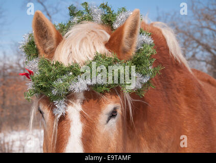 Pferd trägt einen Weihnachtskranz über seine Ohren, Blick auf den Betrachter Stockfoto