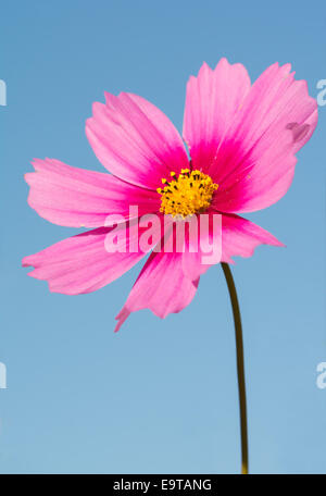 Rosa Cosmos Blume kontrastiert blauen Herbsthimmel Stockfoto